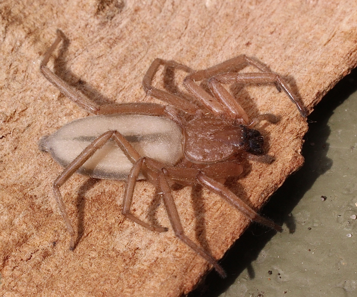 Flattened Bark Spider - Hemicloea rogenhoferi Very quick to disappear in very narrow gaps in tree bark.  Australia,Flattened Bark Spider,Geotagged,Hemicloea rogenhoferi,Summer