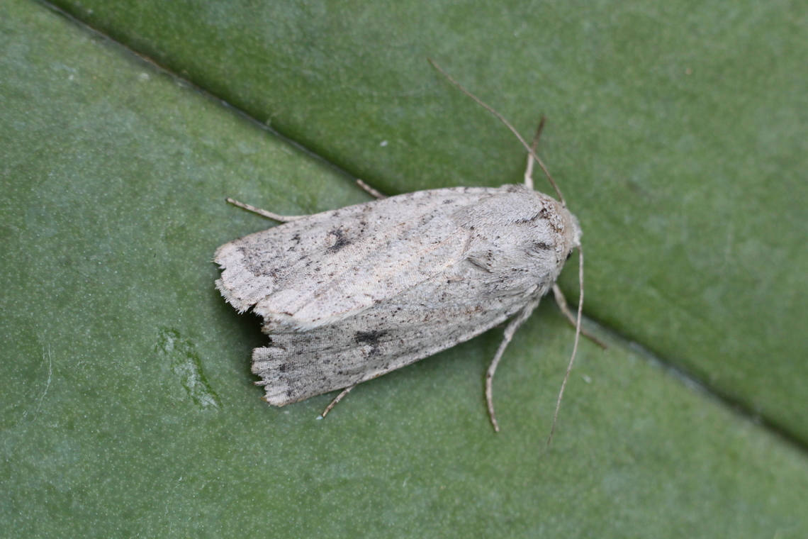 Proteuxoa amaurodes. Attracted to UV light. Australia,Eamw moth,Encounter Bay SA,Geotagged,Proteuxoa amaurodes,Proteuxoa ew,Summer,UVL