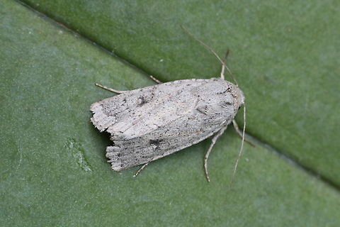 Proteuxoa amaurodes. Attracted to UV light. Australia,Eamw moth,Encounter Bay SA,Geotagged,Proteuxoa amaurodes,Proteuxoa ew,Summer,UVL