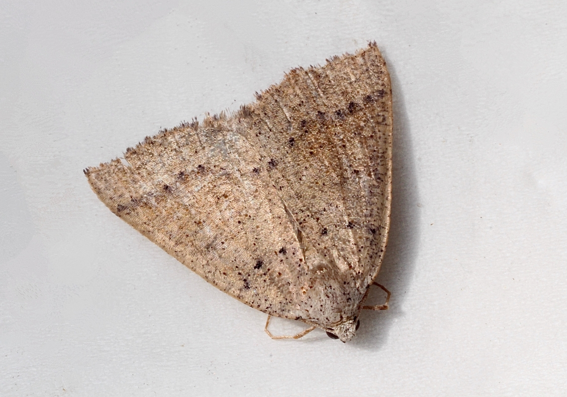 Androchela milvaria Attracted to UV light. Androchela ew,Androchela milvaria,Eamw moth,Encounter Bay SA,UVL