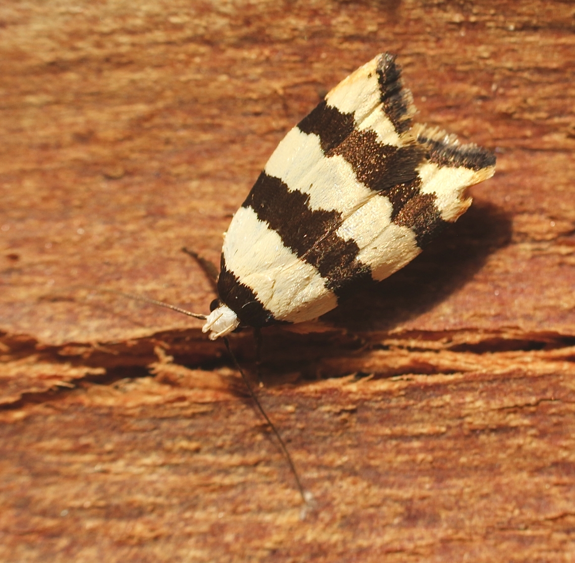 Zonopetala clerota  Australia,Eamw moth,Encounter Bay SA,Geotagged,Summer,UVL,Zonopetala,Zonopetala clerota