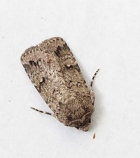 Proteuxoa amaurodes. Attracted to UV light. Australia,Eamw moth,Encounter Bay SA,Fall,Geotagged,Proteuxoa amaurodes,Proteuxoa ew,UVL