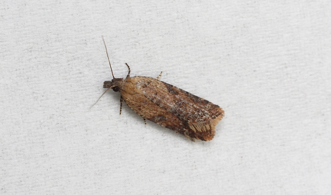 Constrictana constrictana Attracted to UV light. Australia,Constrictana constrictana,Constrictana ew,Eamw moth,Encounter Bay SA,Fall,Geotagged,UVL