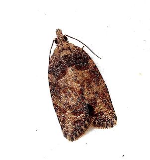 Capua intractana Attracted to UV light Australia,Capua ew,Capua intractana,Eamw moth,Encounter Bay SA,Fall,Geotagged,UVL