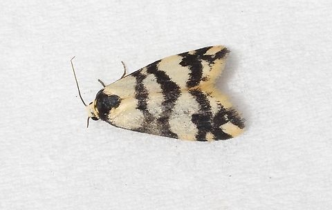 Thallarcha albicollis Attracted to UV light Australia,Eamw moth,Encounter Bay SA,Fall,Geotagged,Thallarcha albicollis,Thallarcha ew,UVL