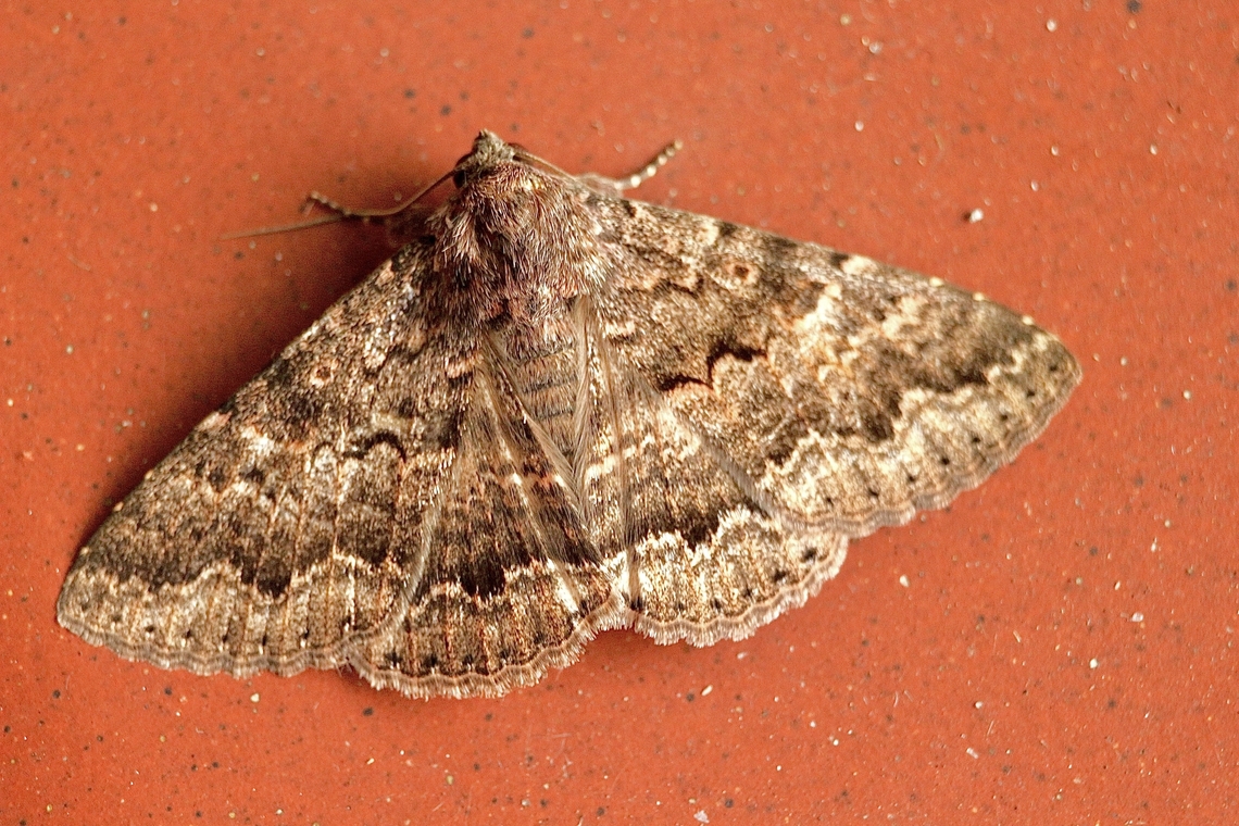Lawson Night Moth - Eudesmeola lawsoni  Australia,Eamw moth,Encounter Bay SA,Eudesmeola,Eudesmeola lawsoni,Geotagged,Spring,UVL
