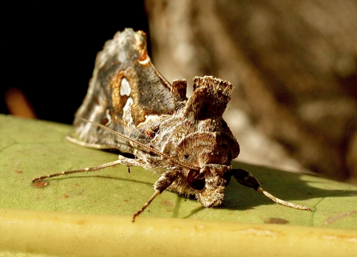 Tobacco Looper - Chrysodeixis argentifera  Australia,Chrysodeixis argentifera,Chrysodeixis ew,Eamw moth,Encounter Bay SA,Geotagged,Spring,UVL