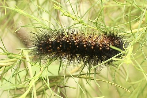 Salt Marsh Moth Caterpillar- Estigmene acrea  Eamw caterpillars,Estigmene acrea,Florida,Geotagged,Salt Marsh Moth,Summer,United States