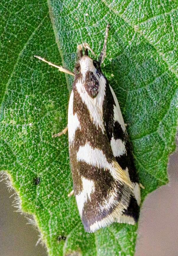 Concealer moth species - Epithymema incomposita  Australia,Eamw moth,Epithymema,Epithymema incomposita,Fall,Geotagged,North Nowra Nsw