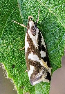 Concealer moth species - Epithymema incomposita  Australia,Eamw moth,Epithymema,Epithymema incomposita,Fall,Geotagged,North Nowra Nsw