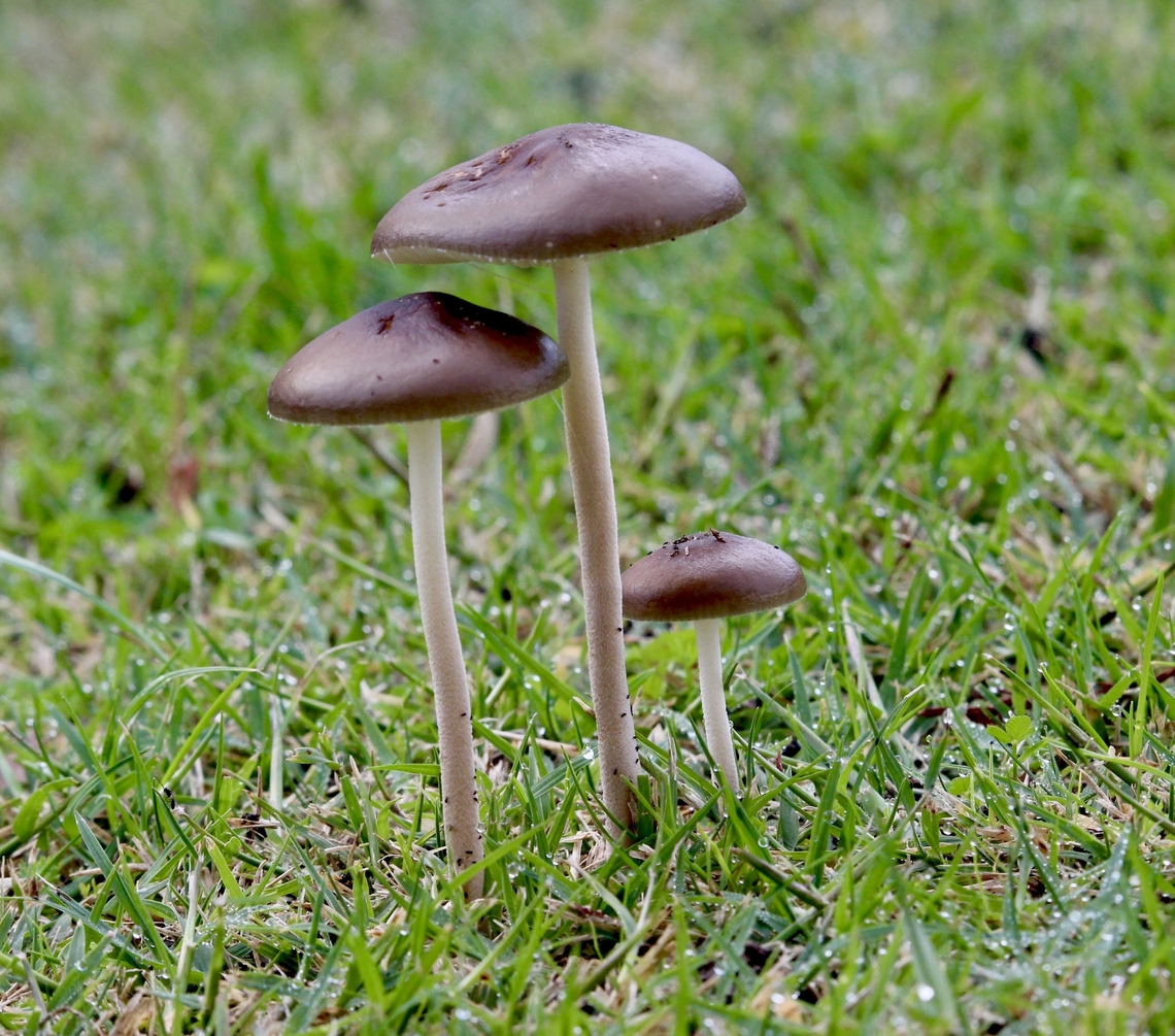 Beech Rooter - Oudemansiella furfuracea  Australia,Eamw fungi,Fall,Geotagged,Oudemansiella furfuracea