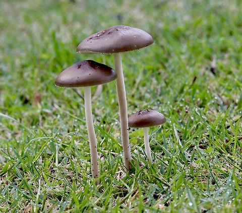 Beech Rooter - Oudemansiella furfuracea  Australia,Eamw fungi,Fall,Geotagged,Oudemansiella furfuracea