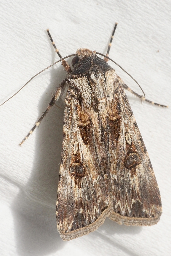 Cut worm moth - Genus Agrotis Attracted to UV light  Agrotis munda,Australia,Brown Cutworm,Eamw moth,Encounter Bay SA,Fall,Geotagged,UVL,unidentified