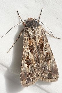Cut worm moth - Genus Agrotis Attracted to UV light  Agrotis munda,Australia,Brown Cutworm,Eamw moth,Encounter Bay SA,Fall,Geotagged,UVL,unidentified