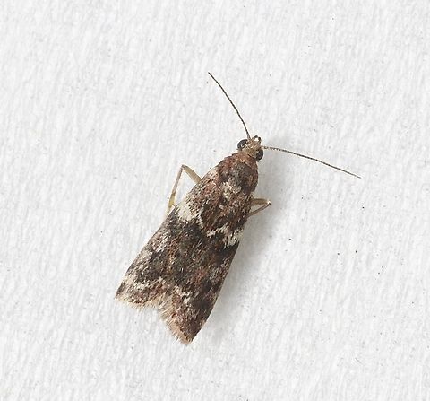 Ephestiopsis oenobarella Attracted to UV light  Australia,Eamw moth,Encounter Bay SA,Ephestiopsis,Ephestiopsis oenobarella,Fall,Geotagged,UVL