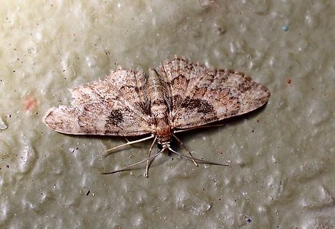 Chloroclystis catastreptes Attracted to UV light  Australia,Chloroclystis catastreptes,Chloroclystis ew,Eamw moth,Encounter Bay SA,Fall,Geotagged,UVL