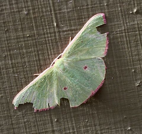 Chlorocoma cadmaria Attracted to UV light and a bit damaged Australia,Chlorocoma cadmaria,Chlorocoma ew,Eamw emerald moth,Eamw moth,Encounter Bay SA,Fall,Geotagged,Spring,UVL