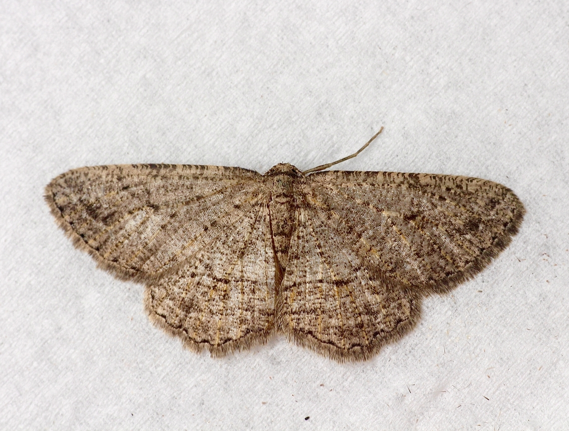 Lucerne Looper - Zermizinga sinuata. Attracted to UV light. Australia,Eamw moth,Encounter Bay SA,Fall,Geotagged,Lucerne Looper,UVL,Zermizinga ew,Zermizinga sinuata