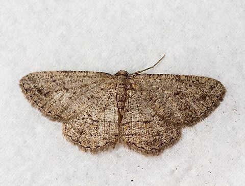Lucerne Looper - Zermizinga sinuata. Attracted to UV light. Australia,Eamw moth,Encounter Bay SA,Fall,Geotagged,Lucerne Looper,UVL,Zermizinga ew,Zermizinga sinuata