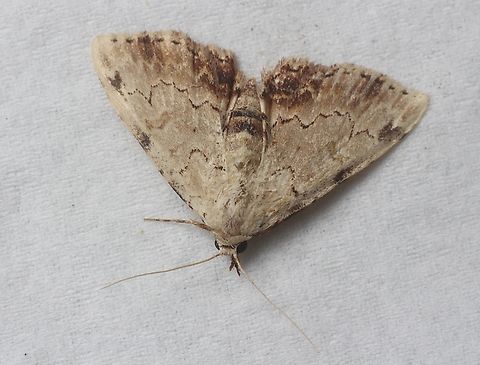 Sandava xylistis Attracted to UV light  Australia,Eamw moth,Encounter Bay SA,Fall,Geotagged,Sandava ew,Sandava xylistis,UVL