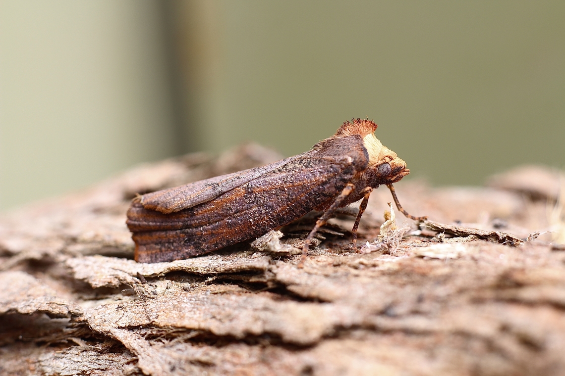 Fisera eribola Attracted to UV light. Australia,Eamw moth,Encounter Bay SA,Fall,Fisera,Fisera eribola,Geotagged,UVL