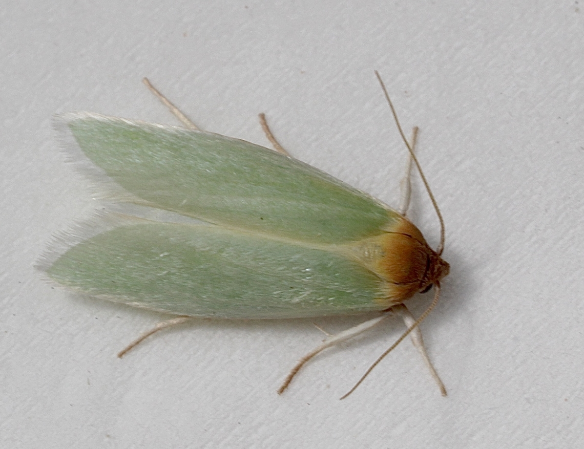 Unidentified moth. Attracted to UV light. Size of moth approximately 12 t0 15 mm wingspan. Australia,Eamw moth,Encounter Bay SA,Geotagged,Summer,unidentified