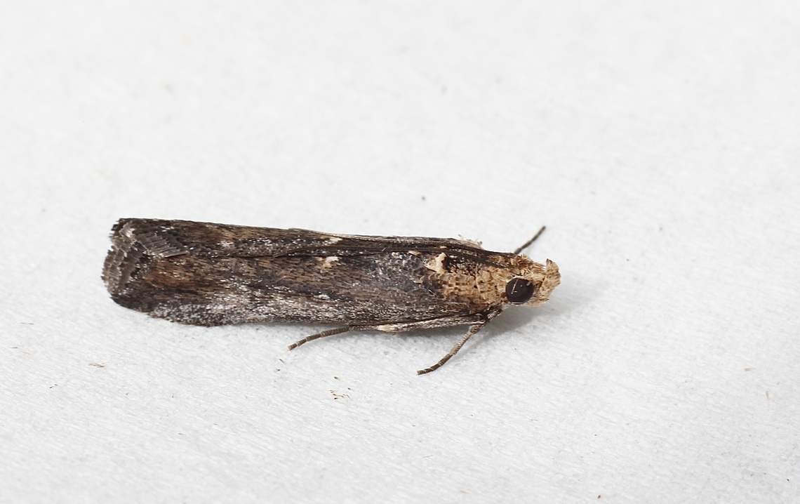 Morosaphycita tridens Attracted to UV light  Australia,Eamw moth,Encounter Bay SA,Fall,Geotagged,Morosaphycita ew,Morosaphycita tridens,UVL