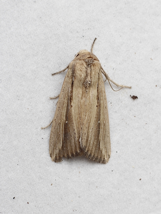 Leucania loreyi Attracted to UV light  Australia,Eamw moth,Encounter Bay SA,Fall,False army worm,Geotagged,Leucania loreyi