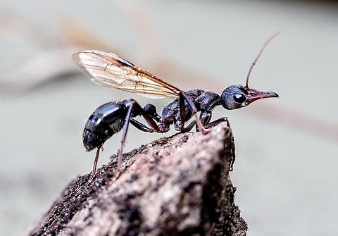 Inch Ant - Myrmecia pyriformis Found early in the morning on a cold day. The cold day made no difference to the ant‘s aggressive temperament. Australia,Fall,Geotagged,Myrmecia pyriformis