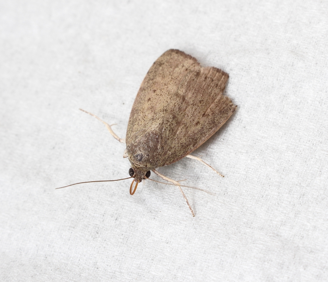 Chezala privatella A bit damaged. Found early morning. Australia,Chezala privatella,Fall,Geotagged