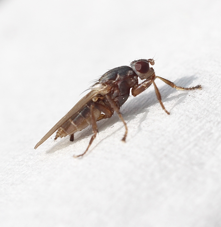 Bristly Kelp Flies - Genus : Coelopa A very small fly attracted to UV light. Australia,Chaetocoelopa sydneyensis,Fall,Geotagged