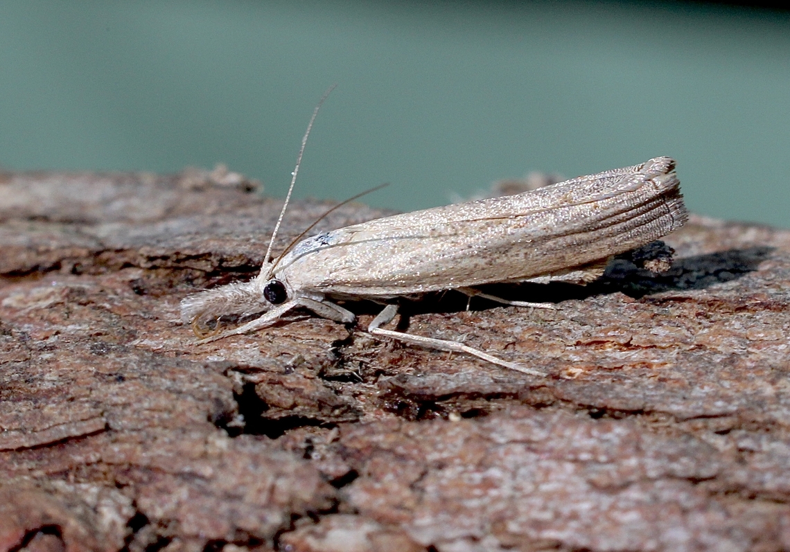 Genus - Culladia Attracted to UV light. Australia,Fall,Geotagged