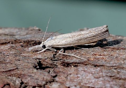Genus - Culladia Attracted to UV light. Australia,Fall,Geotagged