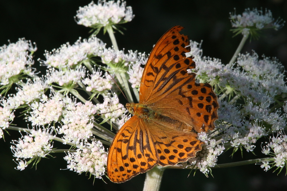 Silver-washed Fritillary - Argynnis paphia Identification corrected from Fabriciana adippe to Argynnis paphia on input by JUNGLEDRAGON member pysailor and partner. Argynnis paphia,Austria,Fabriciana adippe,Geotagged,High Brown Fritillary,Silver-washed Fritillary,Summer