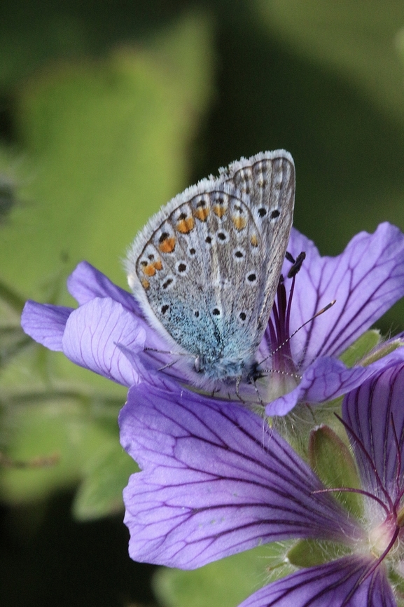 Common Blue - Polyommatus icarus  Austria,Common blue,Geotagged,Polyommatus icarus,Summer