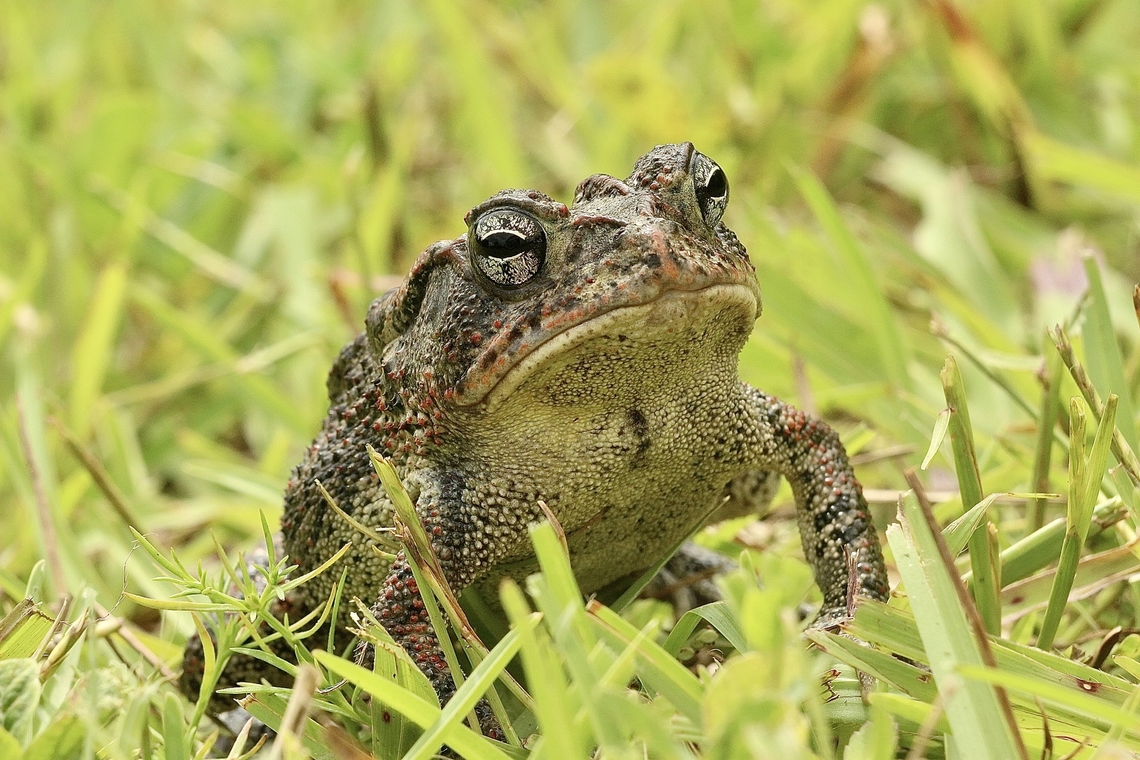 Fowlers toad - Anaxyrus fowleri  Anaxyrus fowleri,Fowlers toad,Geotagged,Summer,United States