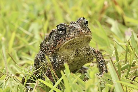 Fowlers toad - Anaxyrus fowleri  Anaxyrus fowleri,Fowlers toad,Geotagged,Summer,United States