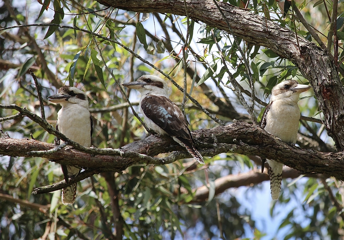 Laughing kookaburra - Dacelo novaeguineae) <section class="video"><iframe width="448" height="282" src="https://www.youtube-nocookie.com/embed/7jW7A2glZbk?hd=1&autoplay=0&rel=0" frameborder="0" allowfullscreen></iframe></section> Australia,Dacelo novaeguineae,Geotagged,Laughing kookaburra,Spring