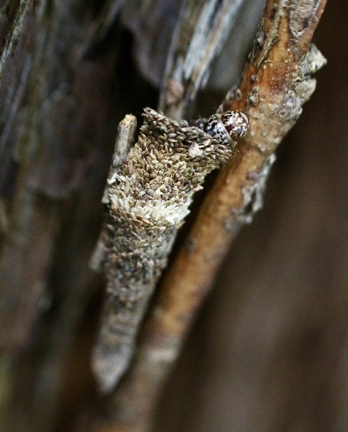 Case moth - Conoeca guildingi The moth caterpillar just emerging enough as to use its legs to walk along a branch. Australia,Conoeca guildingi,Geotagged,Spring
