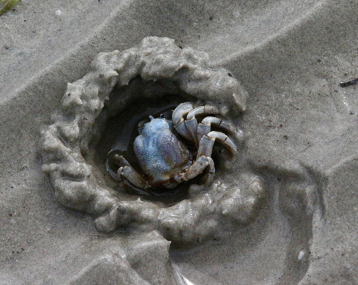 Soldier crab -  Mictyris platychelesn  Australia,Bairnsdale Vic,Geotagged,Mictyris platycheles,Mictyris platychelesn,Winter,eamw marine invertebrates