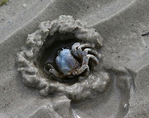 Soldier crab -  Mictyris platychelesn  Australia,Bairnsdale Vic,Geotagged,Mictyris platycheles,Mictyris platychelesn,Winter,eamw marine invertebrates