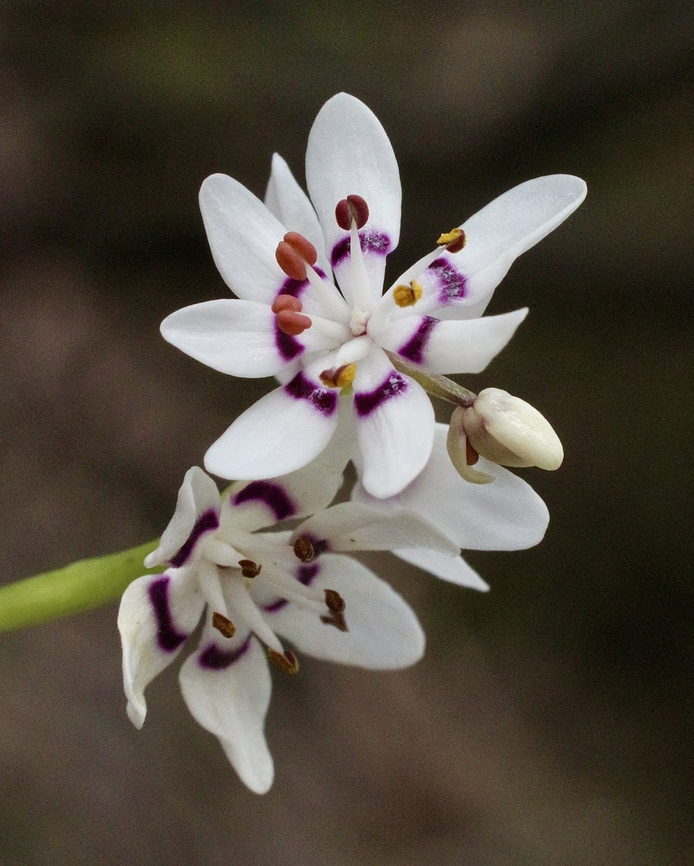 Early Nancy - Wurmbea dioica  Australia,Eamw flora,Early Nancy,Geotagged,Wilson’s Promontory,Winter,Wurmbea dioica