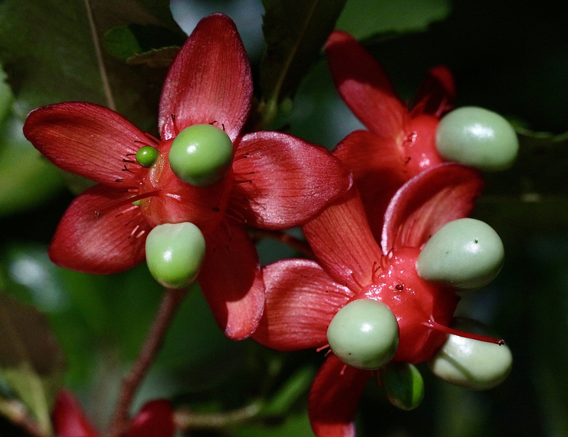 Ochna ( Micky  mouse plant) - Ochna serrulata Beautifully plant but invasive in eastcoast areas of Australia- Australia,Dural NSW,Eamw flora,Geotagged,Nov 2018,Ochna serrulata,Spring