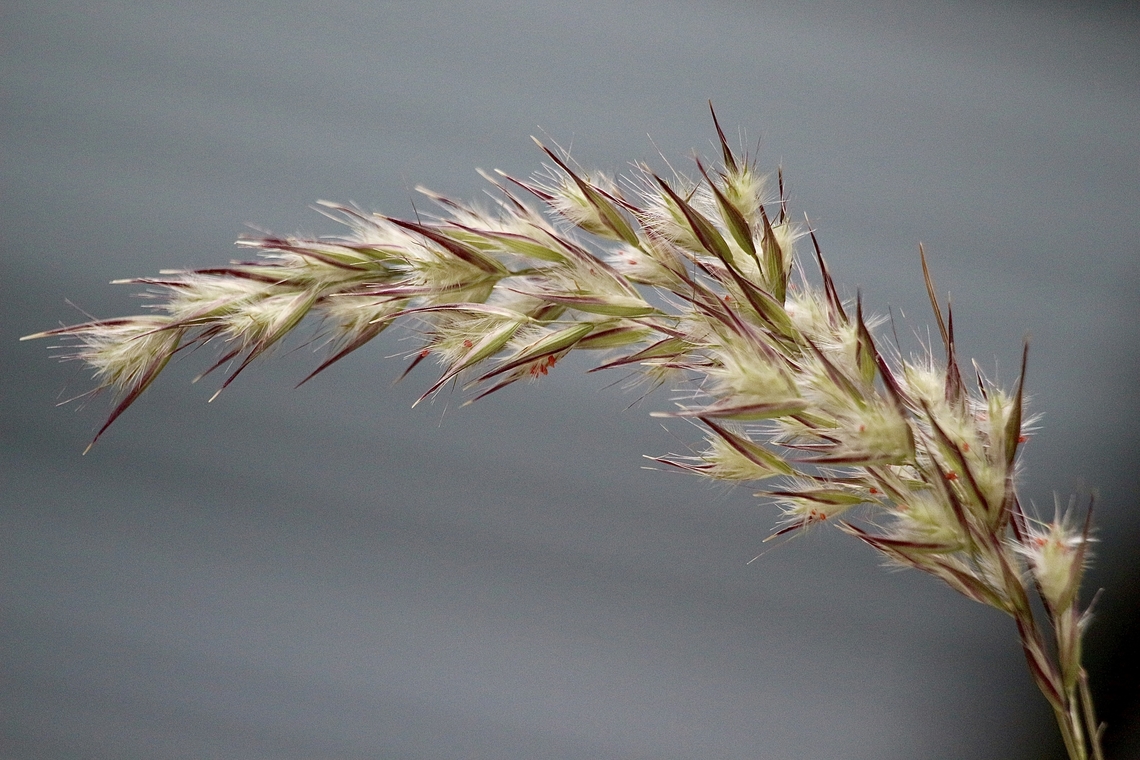Unidentified grass in genus Poa  Australia,Eamw flora,Galston NSW,Geotagged,Spring