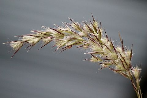 Unidentified grass in genus Poa  Australia,Eamw flora,Galston NSW,Geotagged,Spring