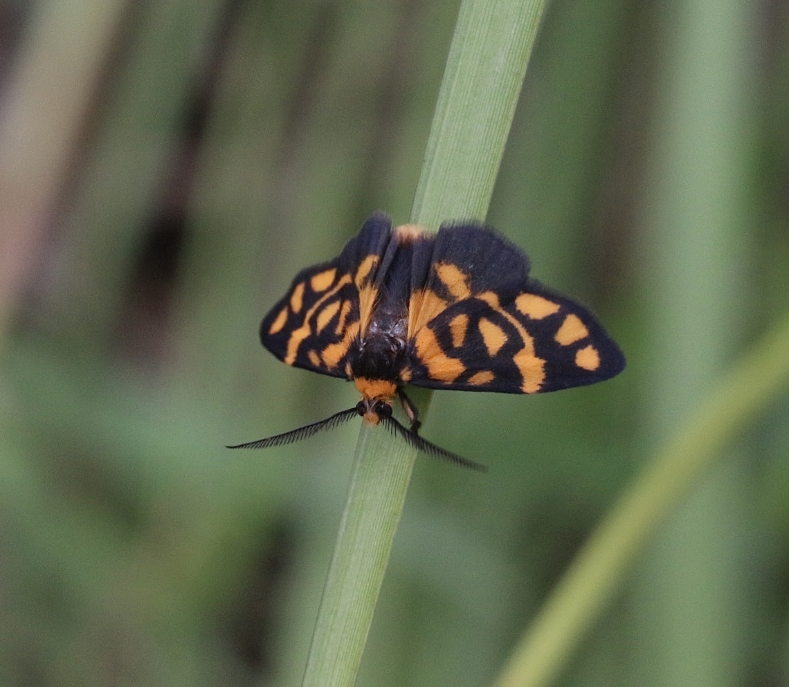 Astra zebrina.  Astra,Asura zebrina,Australia,Eamw moth,Geotagged,Karana Downs Qld,Summer