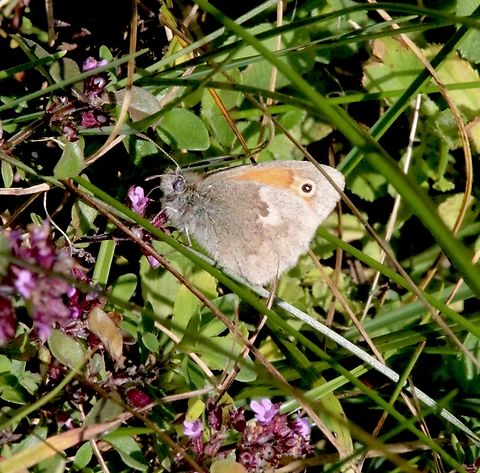 Meadow Brown - Maniola jurtina  Austria,Eamw butterflies,Geotagged,Maniola jurtina,Meadow Brown,Summer