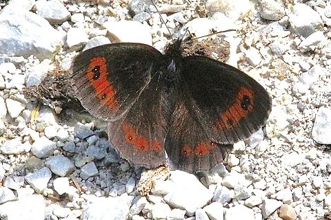 Genus - Erebia  Austria,Eamw butterflies,Erebia,Geotagged,Summer