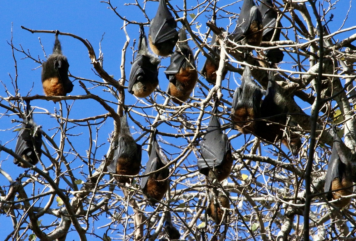 Grey-headed flying foxes - Pteropus poliocephalus Roosting in a city botanical garden. Australia,Eamw mammals,Fall,Geotagged,Grey-headed flying fox,Pteropus poliocephalus
