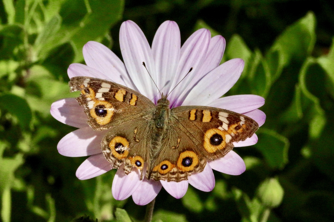 Meadow Argus - Junonia villida  Australia,Eamw butterflies,Fall,Geotagged,Junonia villida,Langwarrin Reserve,Meadow Argus